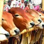 সারাদেশে পশুর হাট ৪৪০৭ বসছে,পশুর হাটে মানতে হবে স্বাস্থ্যবিধি