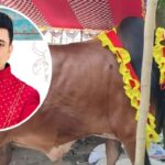 গরুর নাম ‘জায়েদ খান