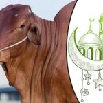 কোরবানি ভাগে দেওয়ার নিয়ম