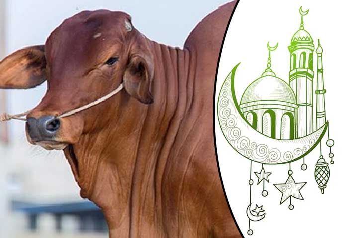 কোরবানি ভাগে দেওয়ার নিয়ম