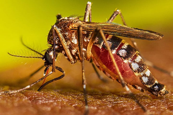 ডেঙ্গু রোগের লক্ষণ ও চিকিৎসা