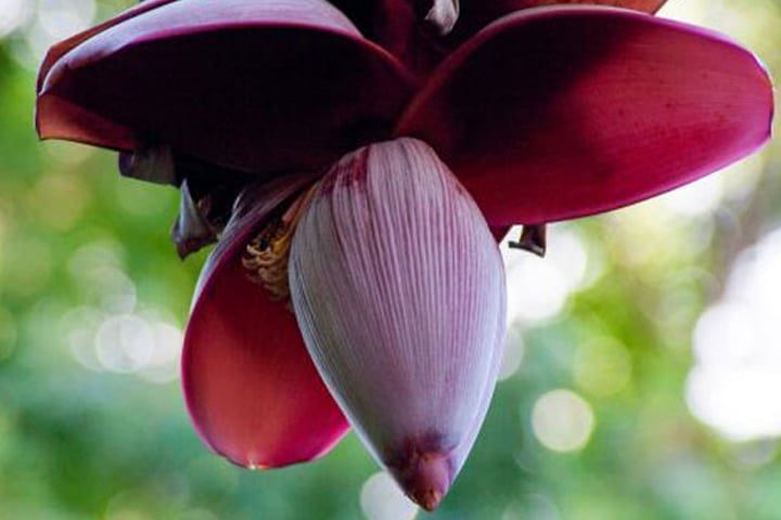 কলার মোচার যত পুষ্টিগুণ