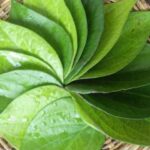 পান পাতার হরেক রকম স্বাস্থ্যগুণ
