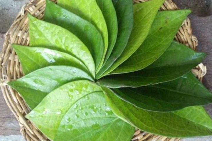 পান পাতার হরেক রকম স্বাস্থ্যগুণ