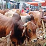 এক কোটি ৪ লাখ ৮ হাজার ৯১৮টি গবাদিপশু কোরবানি