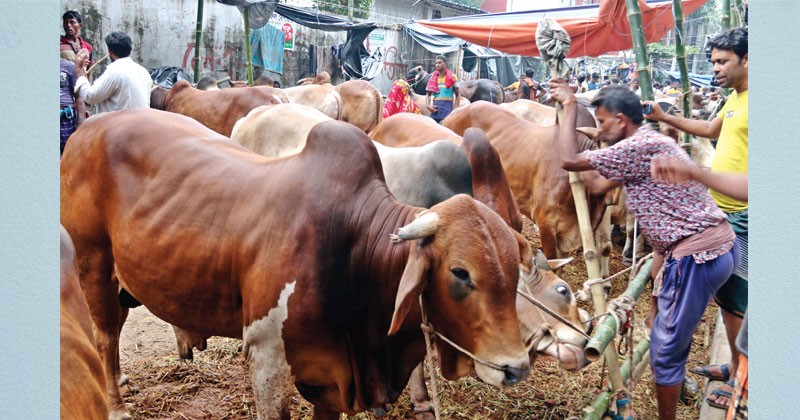 এক কোটি ৪ লাখ ৮ হাজার ৯১৮টি গবাদিপশু কোরবানি