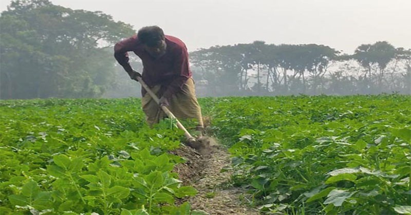চাঁদপুরে আলুর আবাদ বেড়েছে